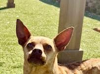 Enlarge Roxie, a ADOPTABLE Chiweenie in POTOMAC, MD image 5/6