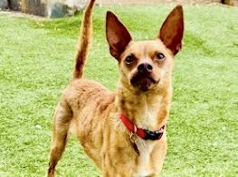 Roxie, ADOPTABLE, Young Female Chiweenie.
