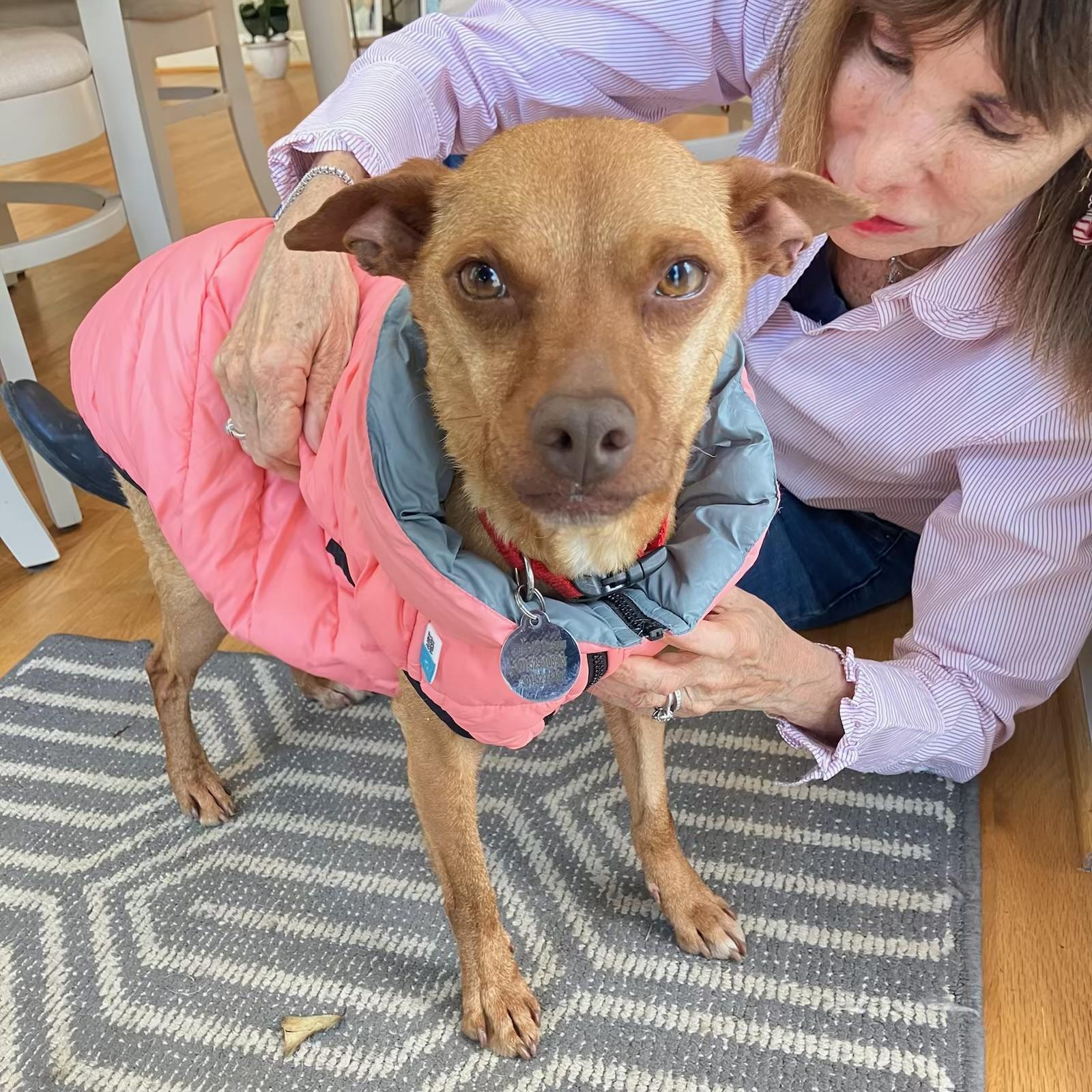 Enlarge Little Roxie, a ADOPTABLE mixed breed in POTOMAC, MD image 4/6