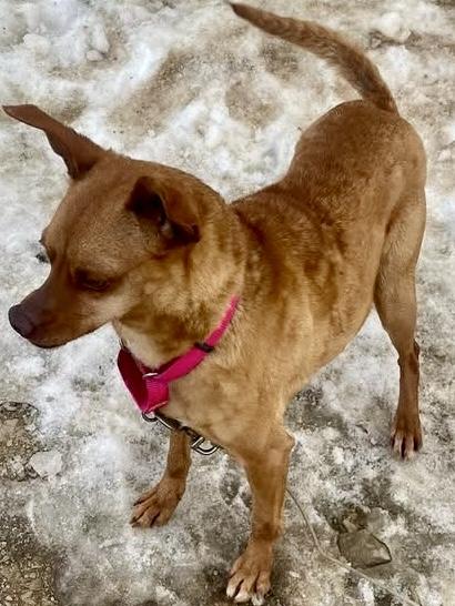 Enlarge Roxie, a ADOPTABLE Chiweenie in POTOMAC, MD image 6/6