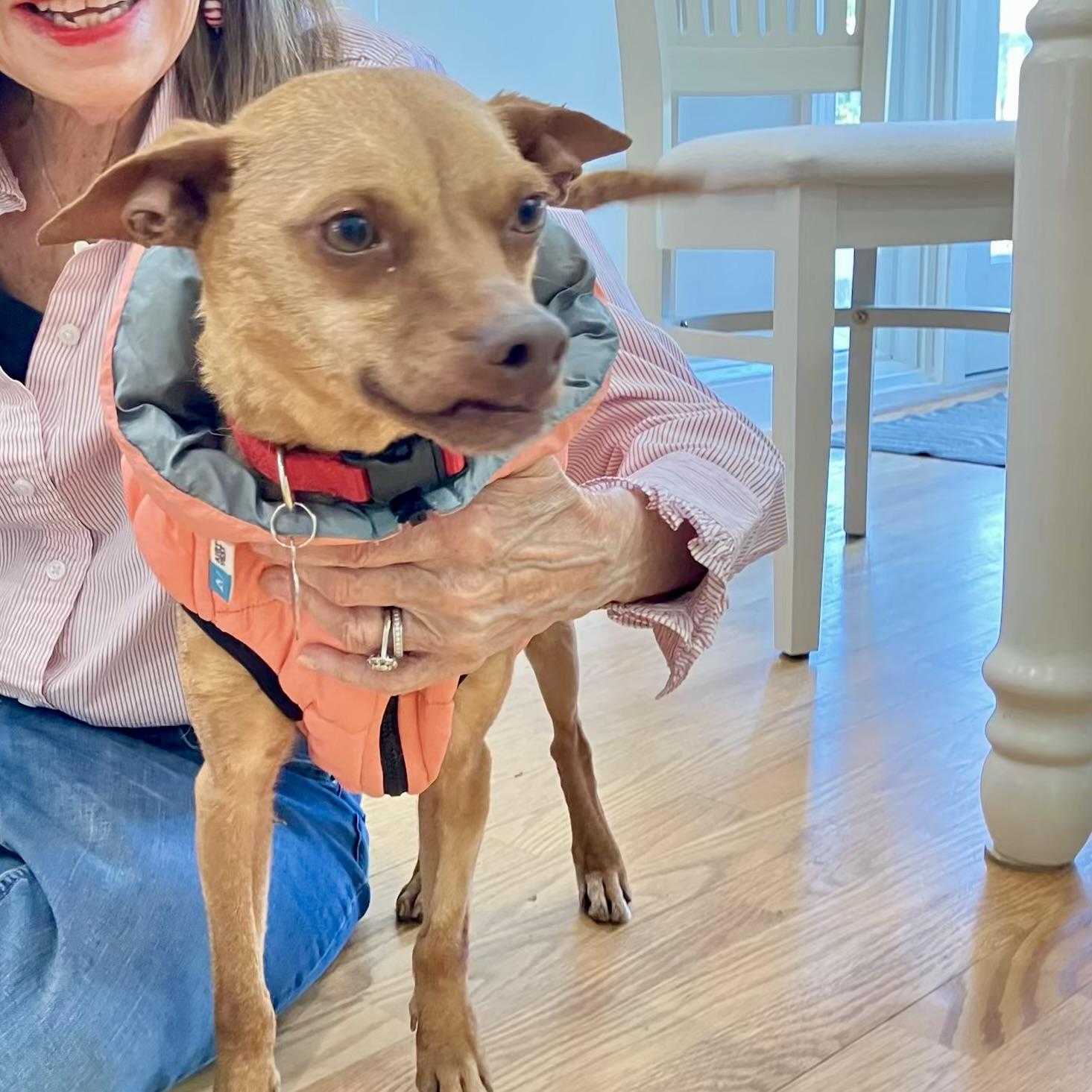 Enlarge Little Roxie, a ADOPTABLE mixed breed in POTOMAC, MD image 6/6