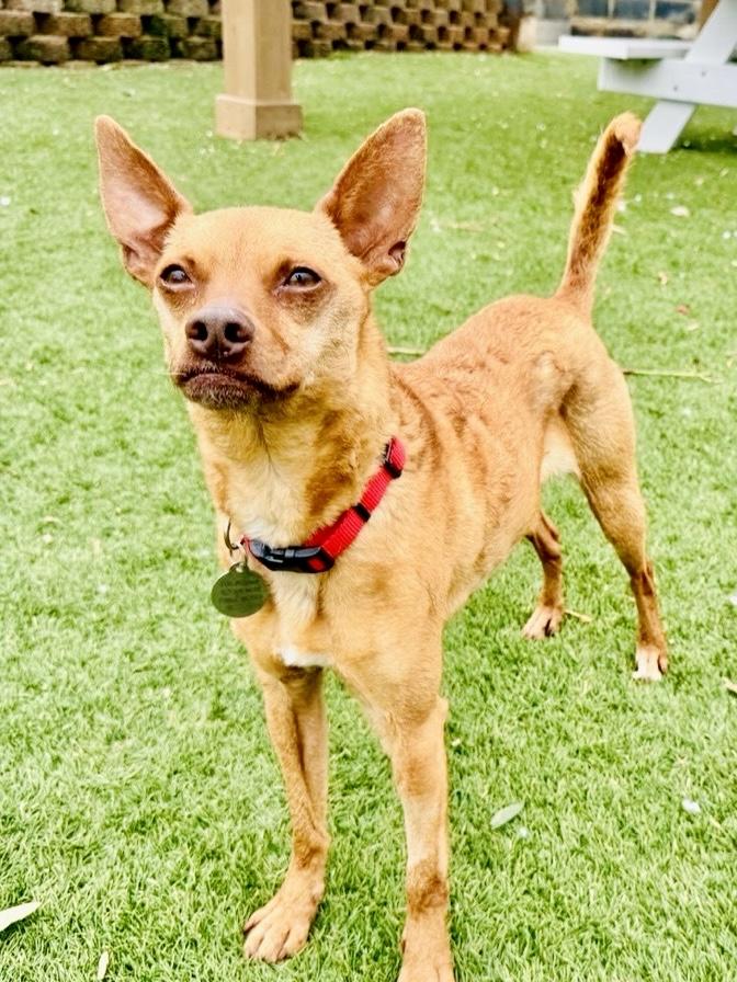 Enlarge Roxie, a ADOPTABLE Chiweenie in POTOMAC, MD image 3/6