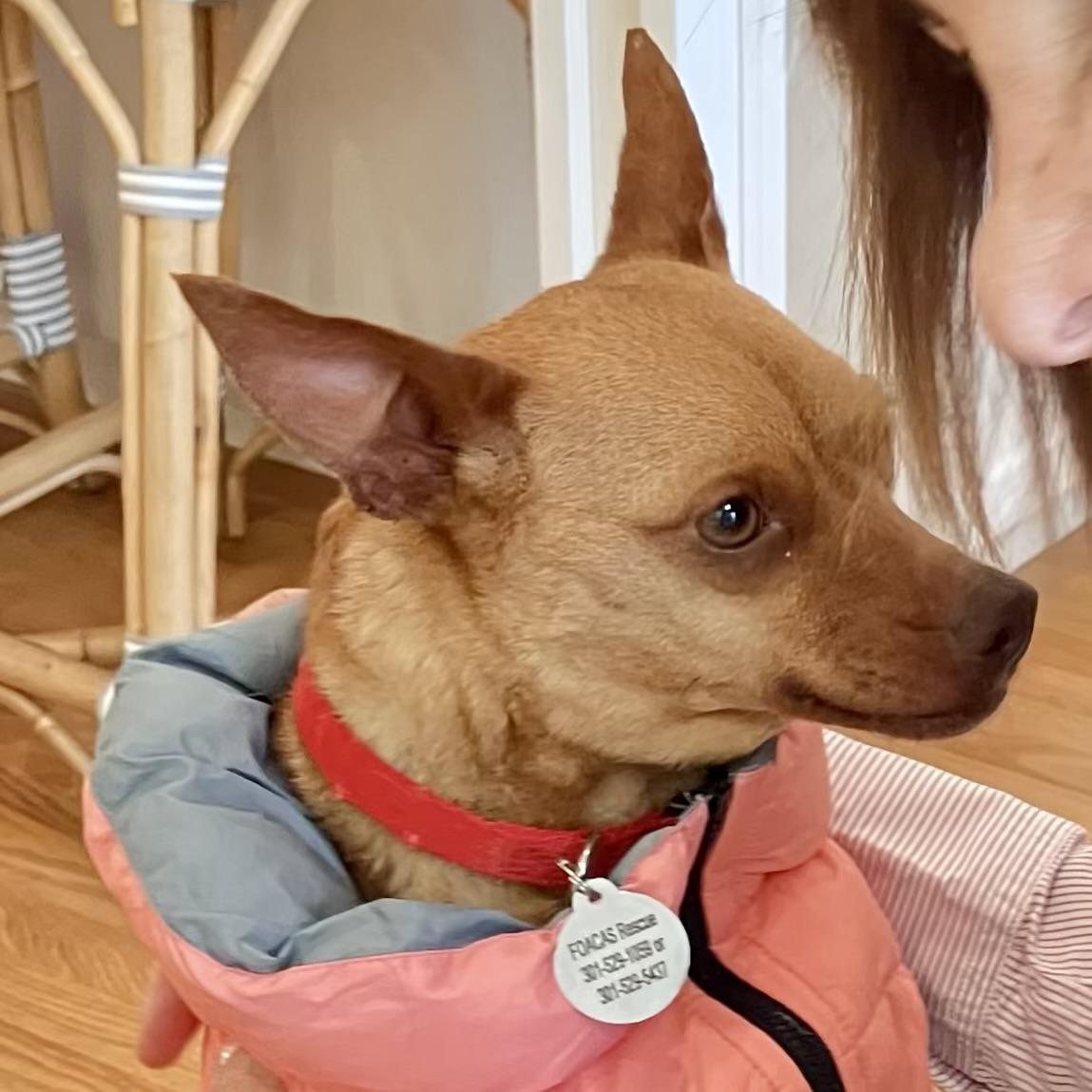 Little Roxie, ADOPTABLE, Young Female Miniature Pinscher & Chiweenie.