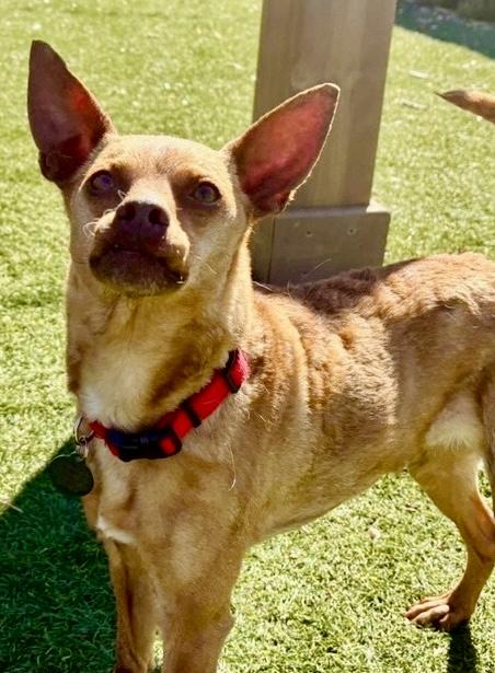 Enlarge Roxie, a ADOPTABLE Chiweenie in POTOMAC, MD image 4/6