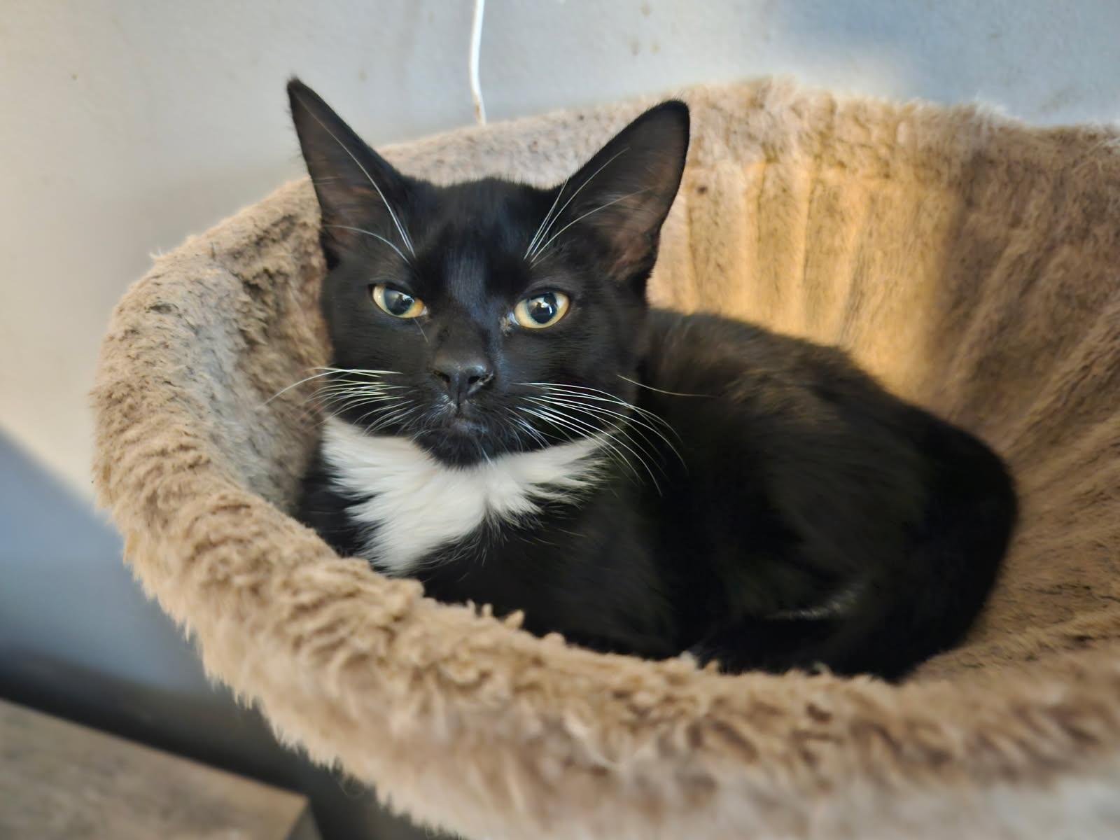 HARLEY, Adoptable, Kitten Female Tuxedo.