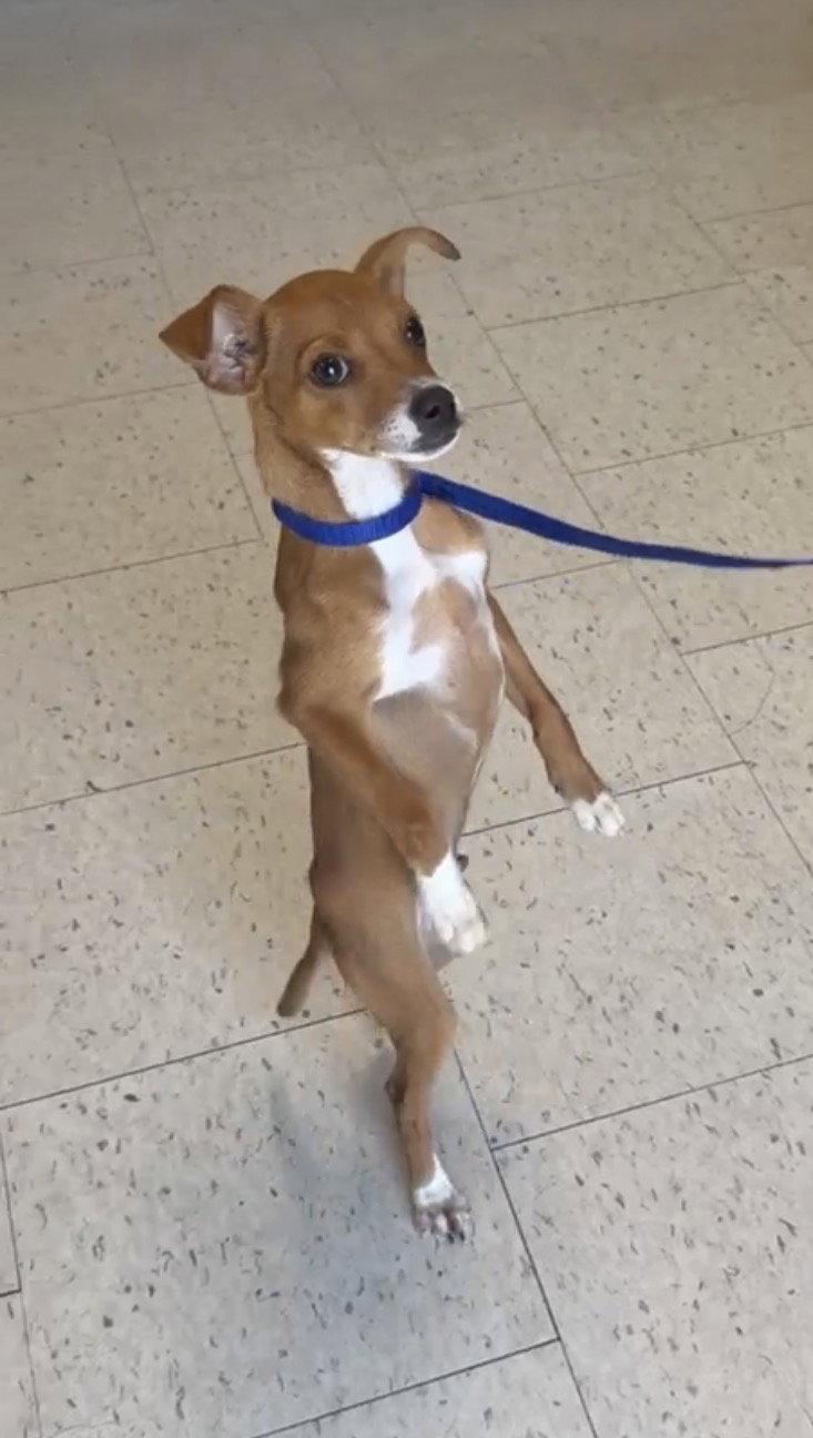 Enlarge Taquito, a Adoptable mixed breed in Raleigh, NC image 1/3