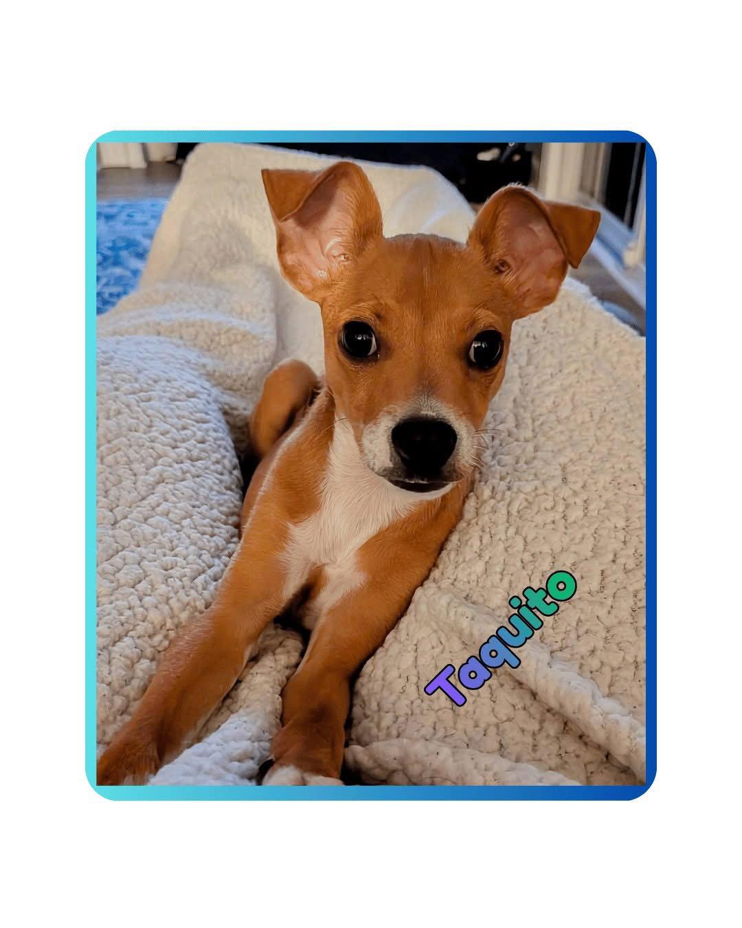 Enlarge Taquito, a Adoptable mixed breed in Raleigh, NC image 2/3