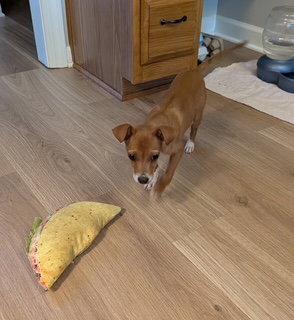 Enlarge Taquito, a Adoptable mixed breed in Raleigh, NC image 3/3