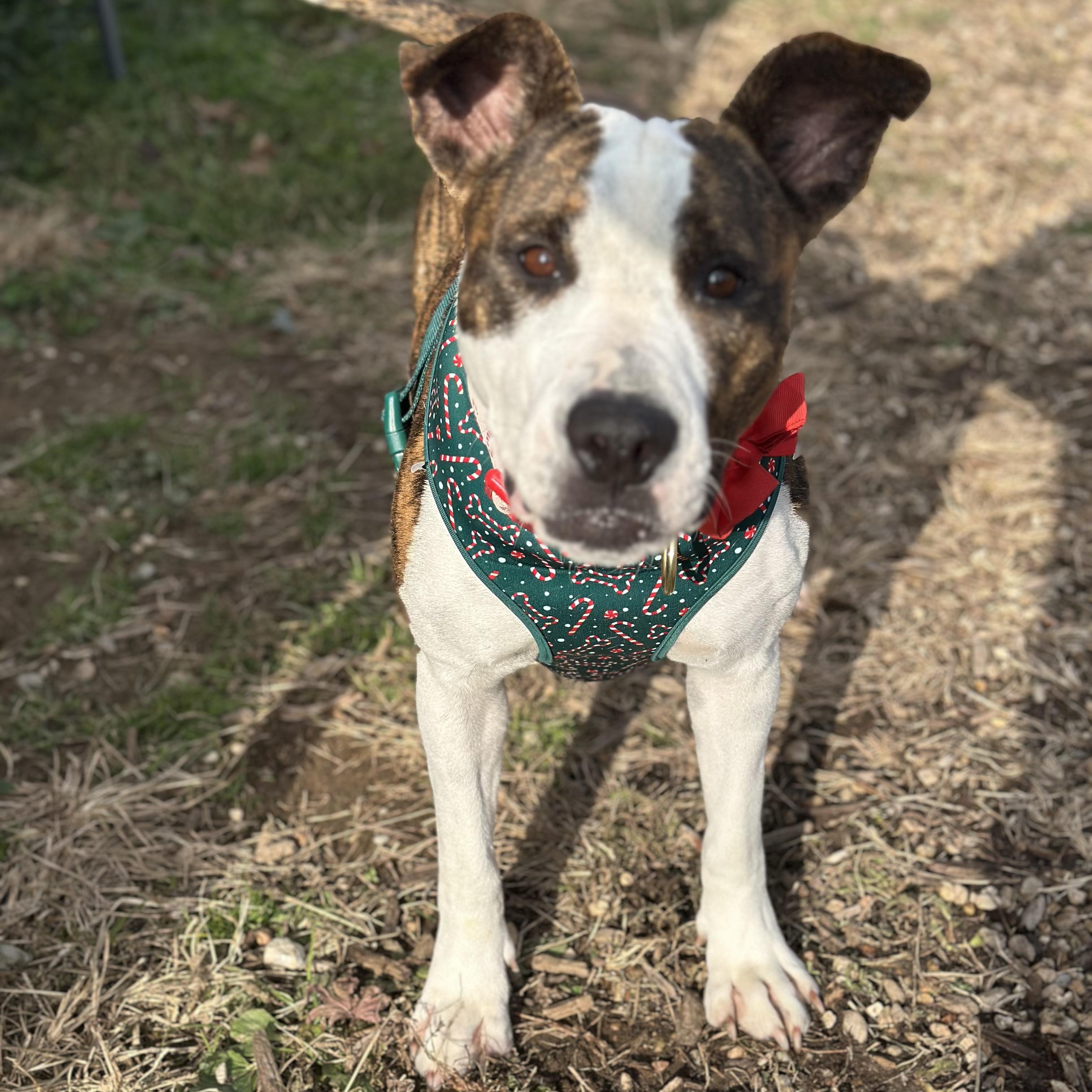 Enlarge Baltimore, an adopted mixed breed in Ellicott City, MD image 3/4