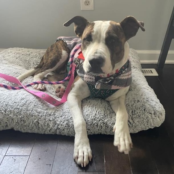 Enlarge Baltimore, an adopted mixed breed in Ellicott City, MD image 2/4