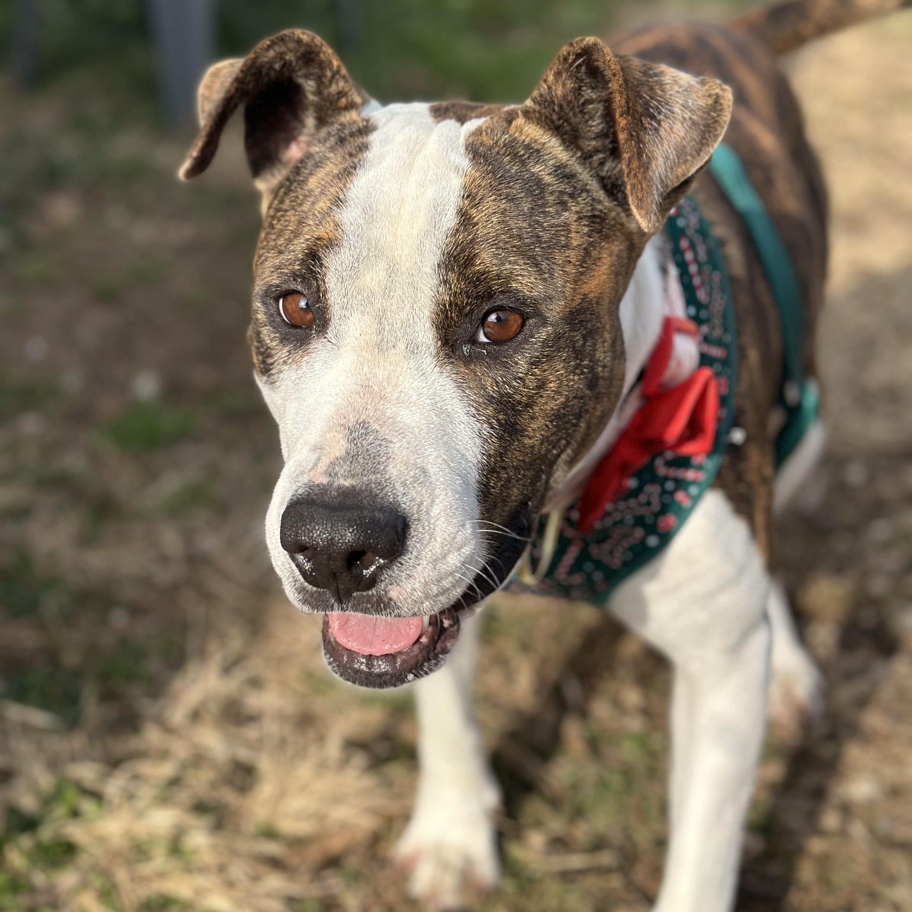 Enlarge Baltimore, an adopted mixed breed in Ellicott City, MD image 1/4