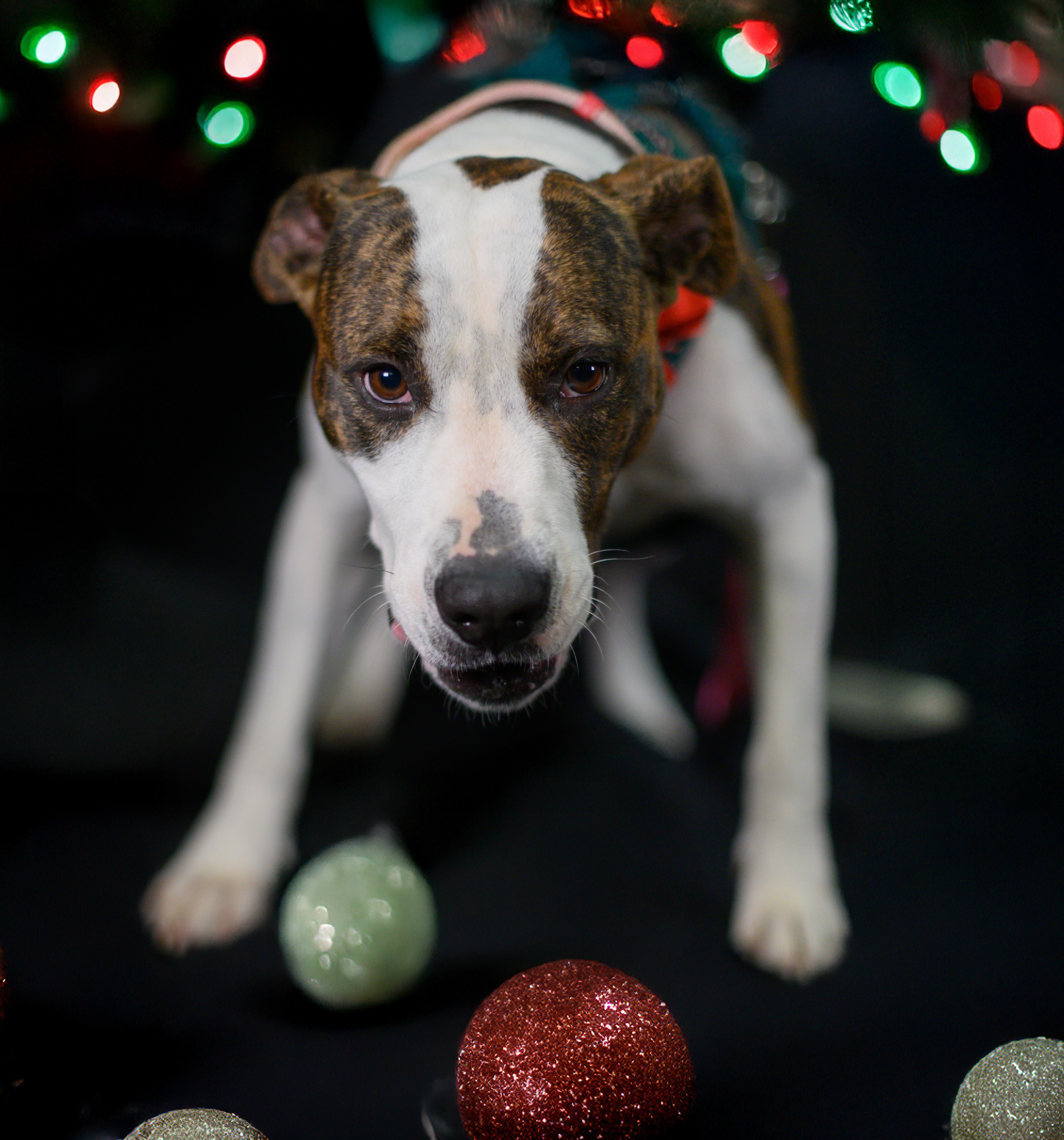 Enlarge Baltimore, an adopted mixed breed in Ellicott City, MD image 4/4