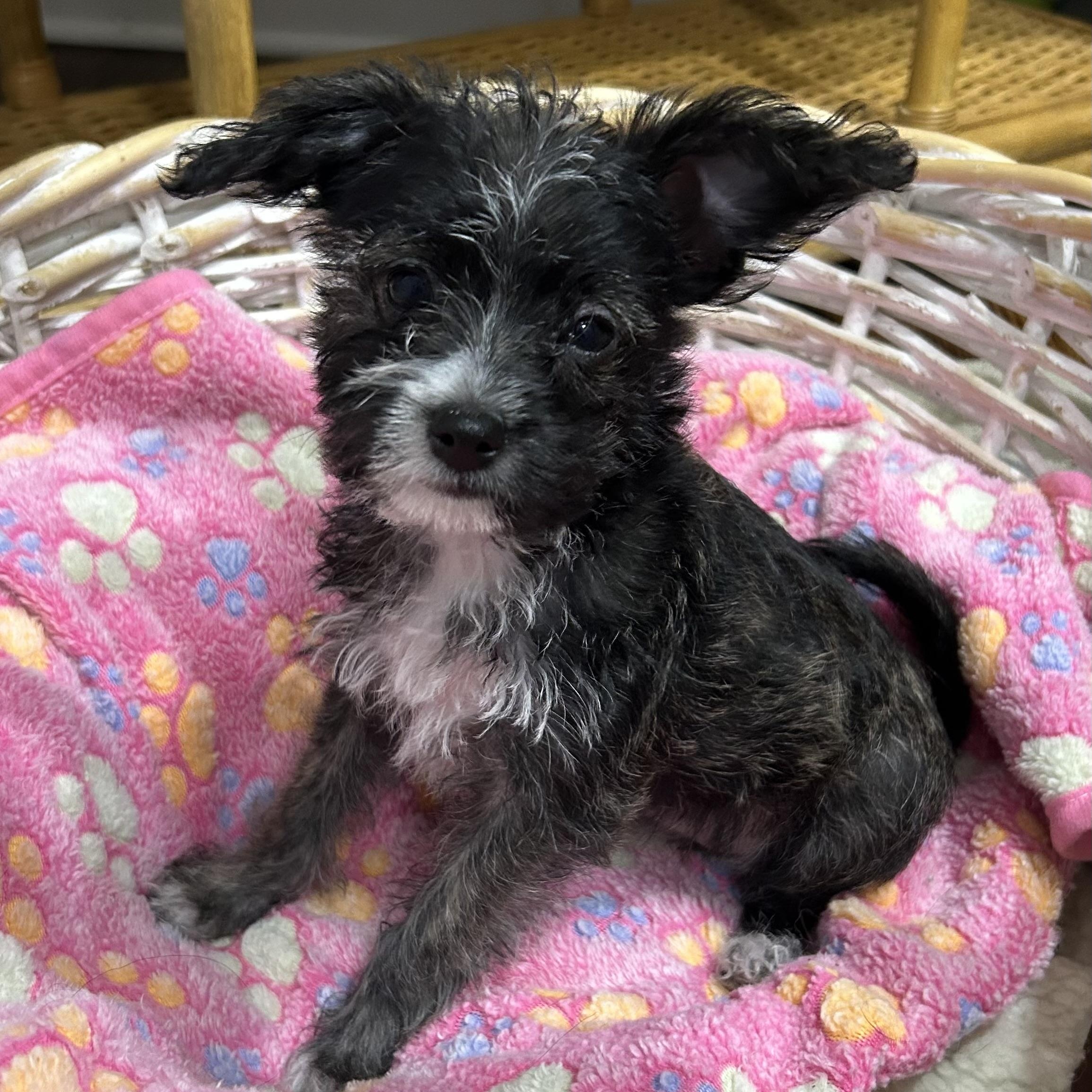 Locket, adopted, Puppy Female Miniature Schnauzer & Yorkshire Terrier.