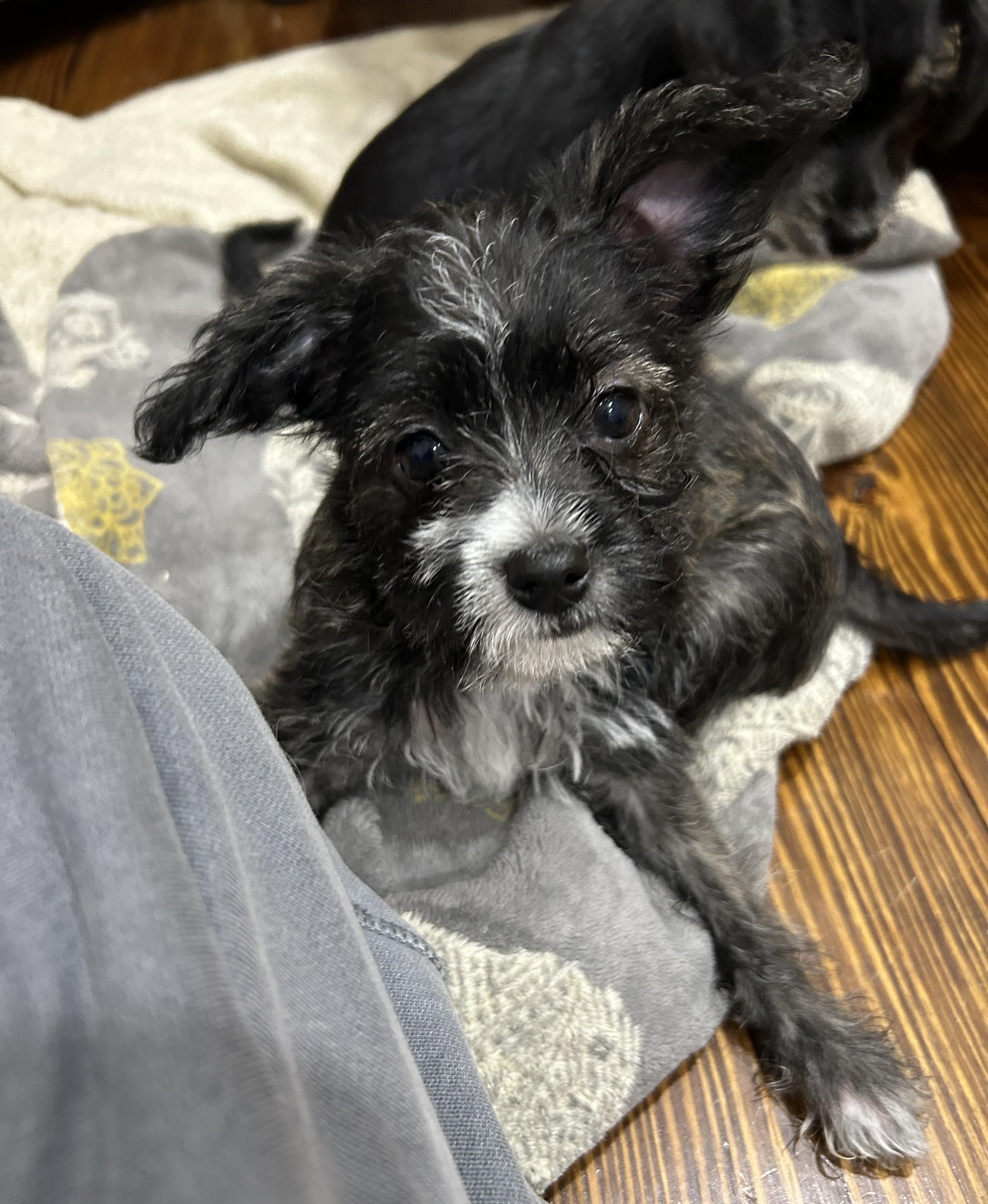 Enlarge Locket, an adopted mixed breed in Closter, NJ image 3/3