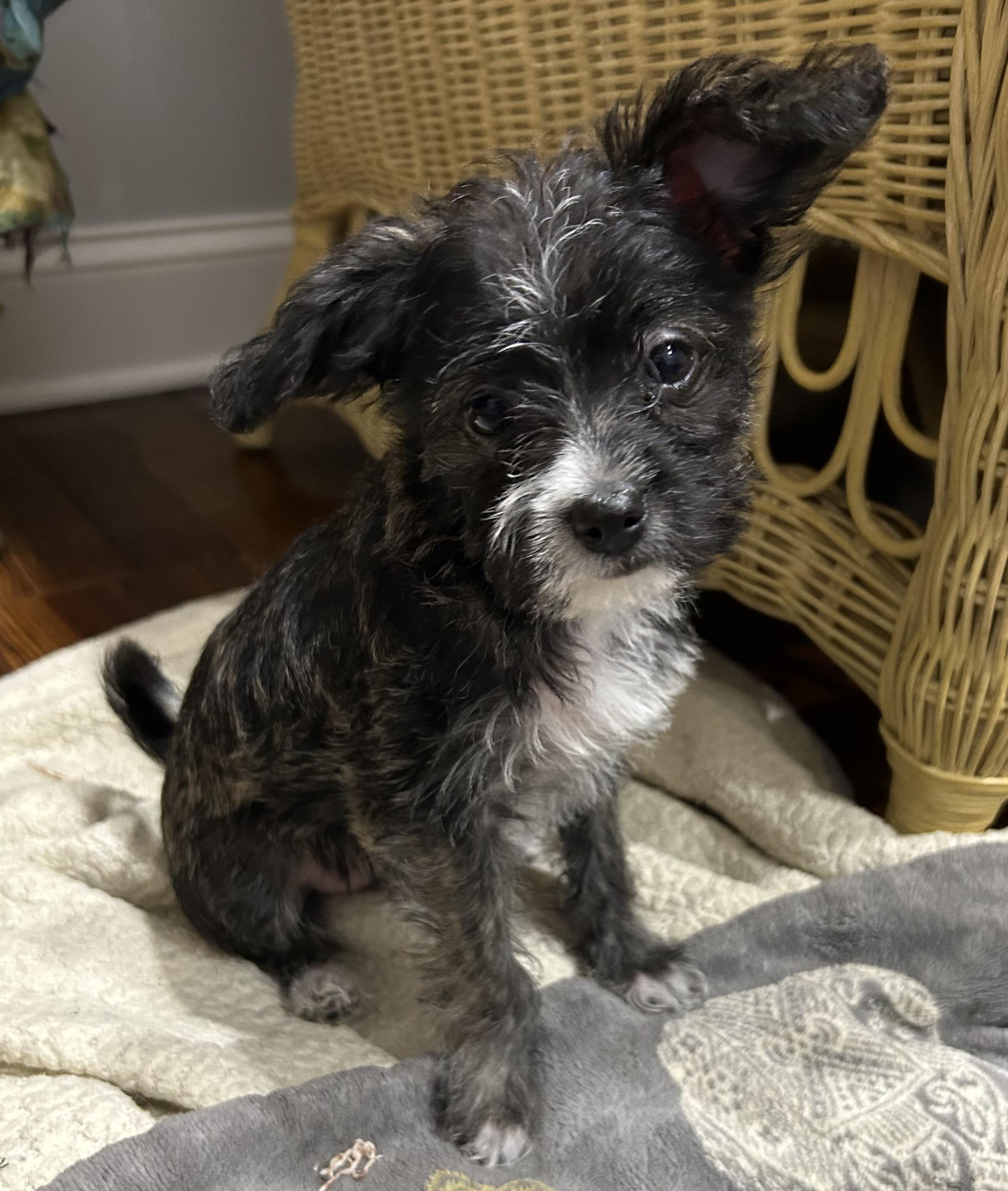 Enlarge Locket, an adopted mixed breed in Closter, NJ image 2/3