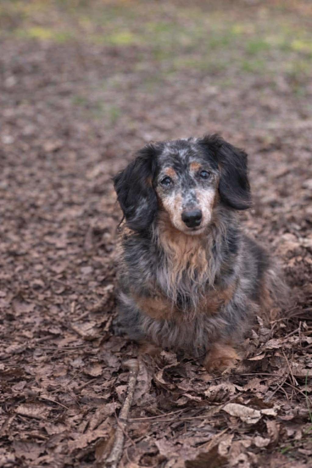 Enlarge Merle, a Adoptable Dachshund in Gulfport, MS image 1/3