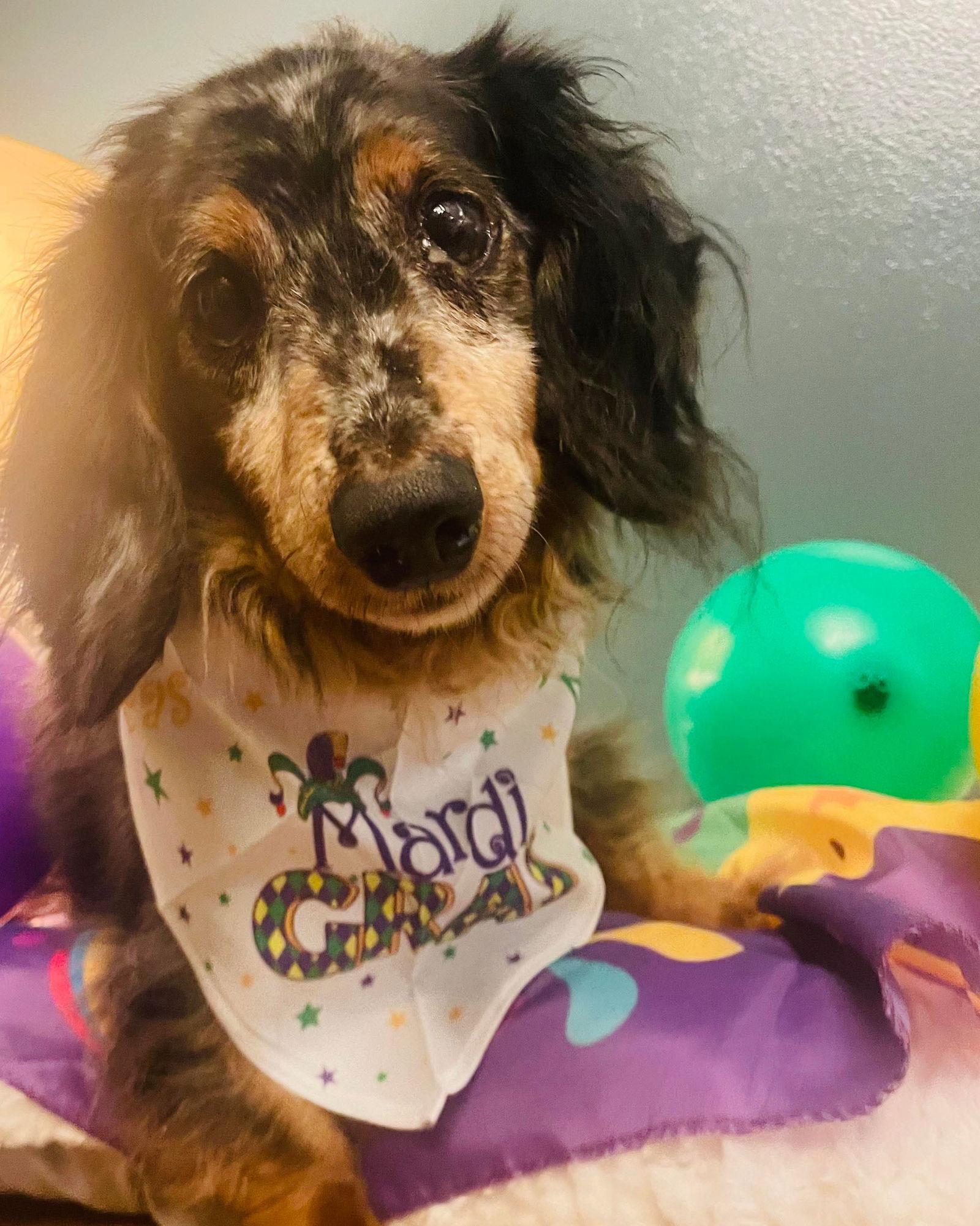 Enlarge Merle, a Adoptable Dachshund in Gulfport, MS image 2/3