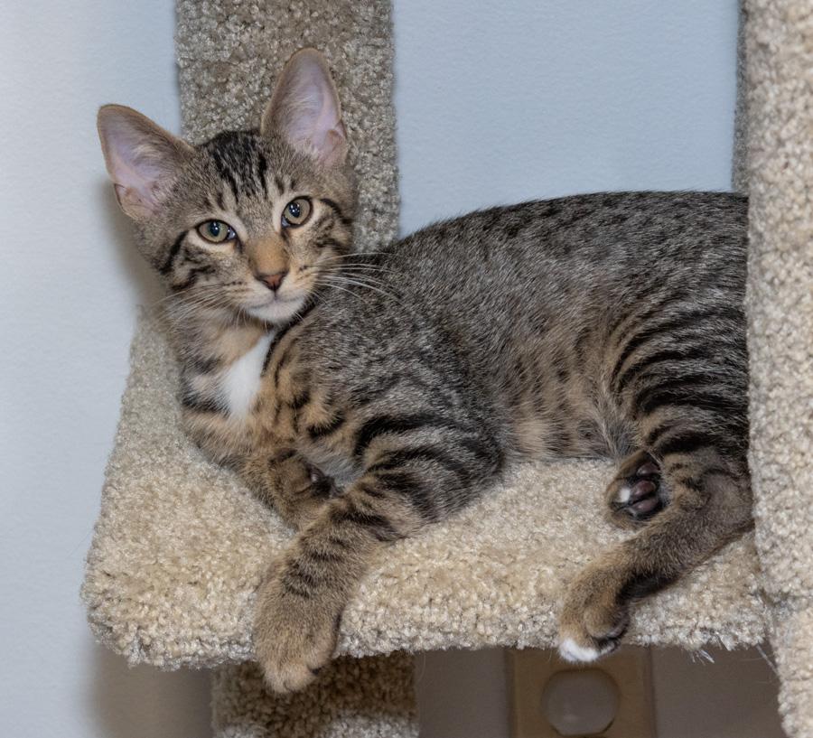 Brownie, ADOPTABLE, Young Male Domestic Short Hair.
