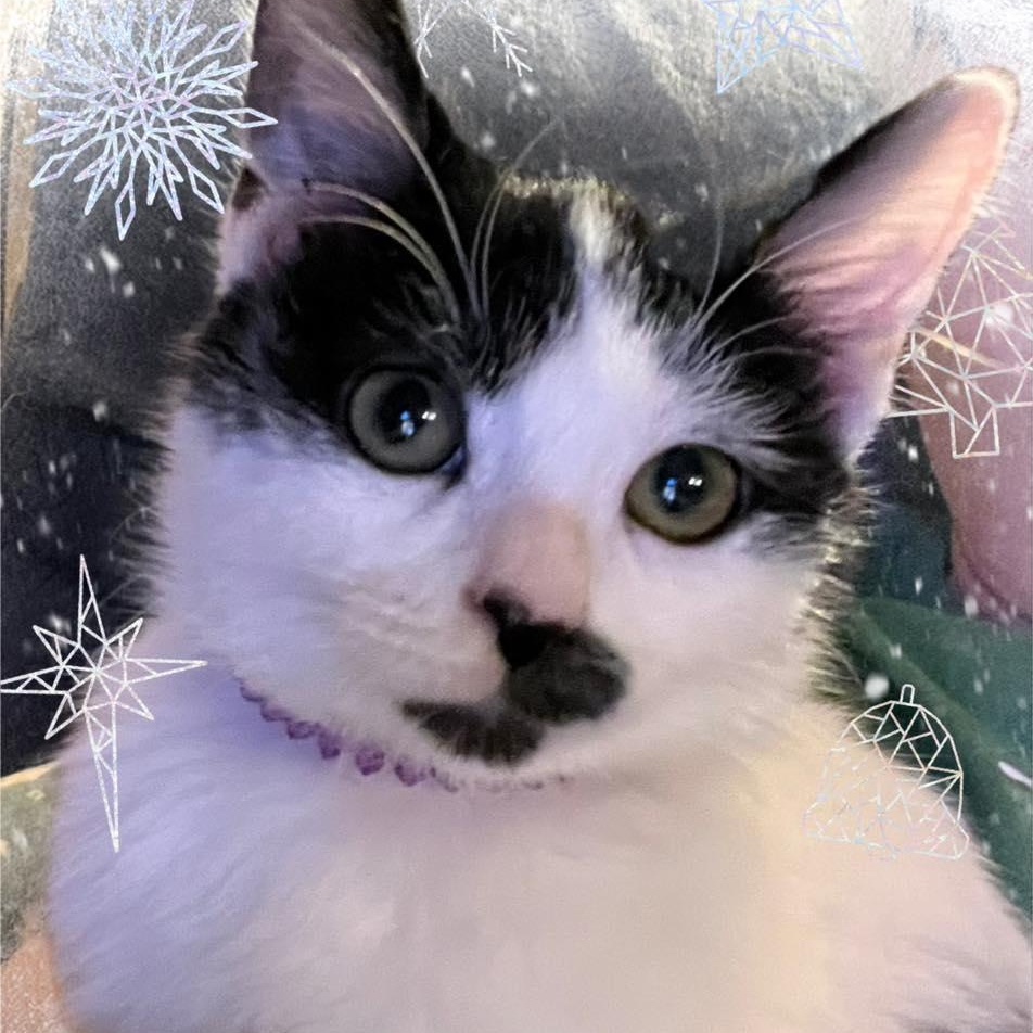 Weasel, Adoptable, Young Female Domestic Medium Hair.