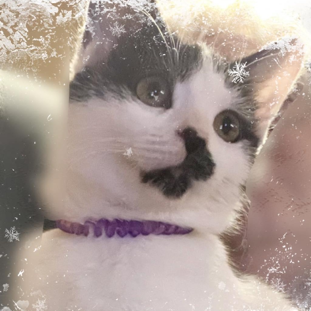 Weasel, a Adoptable Domestic Medium Hair in Richmond Dale, OH image 2/2