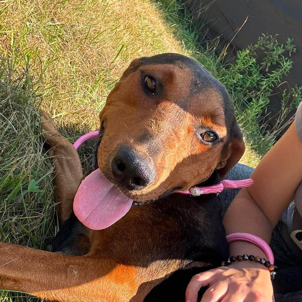 Enlarge Violet, a Adoptable Mixed Breed in Alma, MI image 1/4