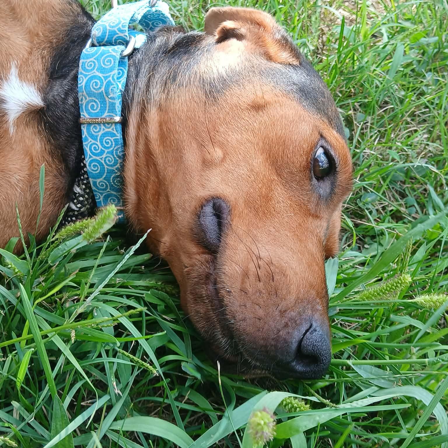 Enlarge Violet, a Adoptable Mixed Breed in Alma, MI image 3/4