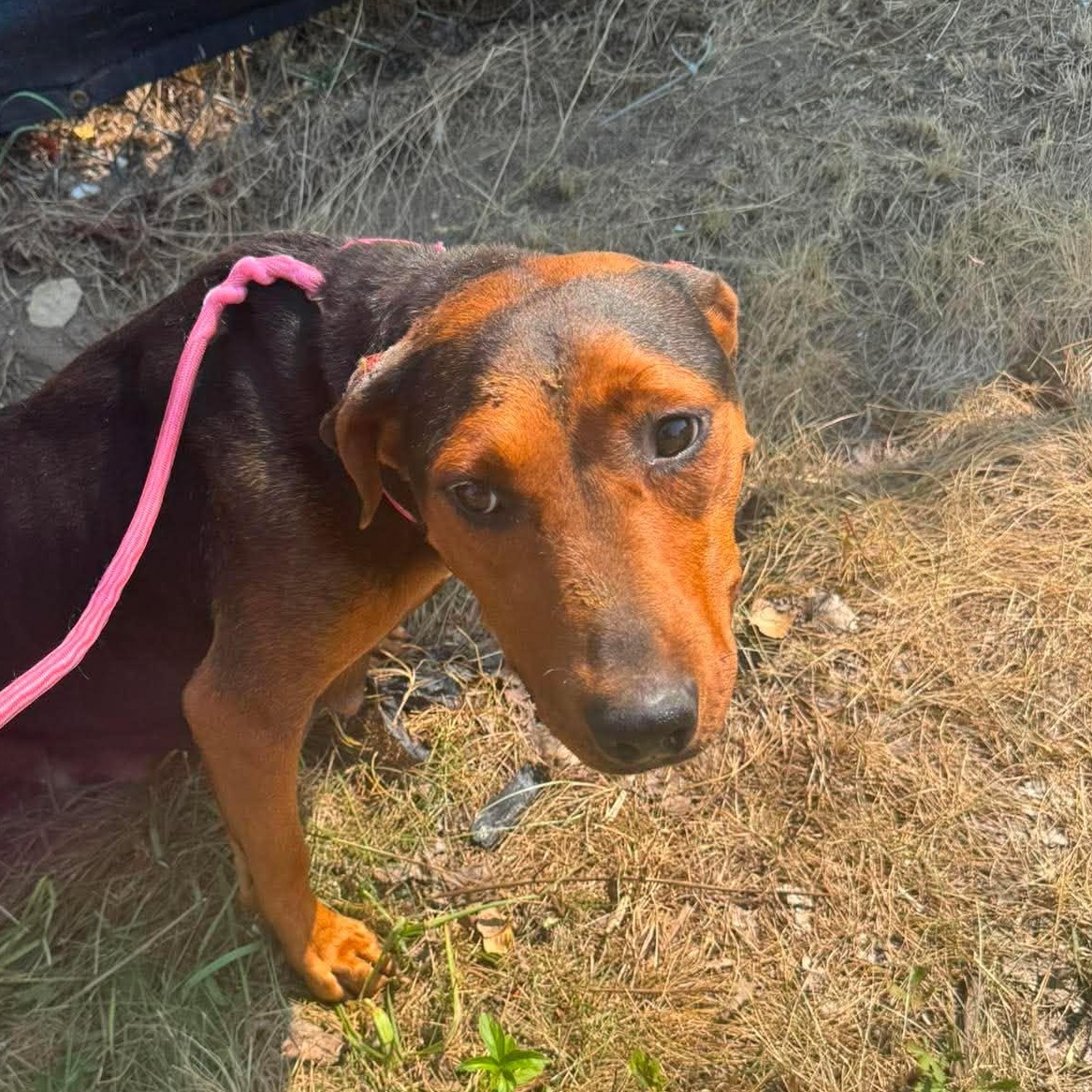 Enlarge Violet, a Adoptable Mixed Breed in Alma, MI image 2/4