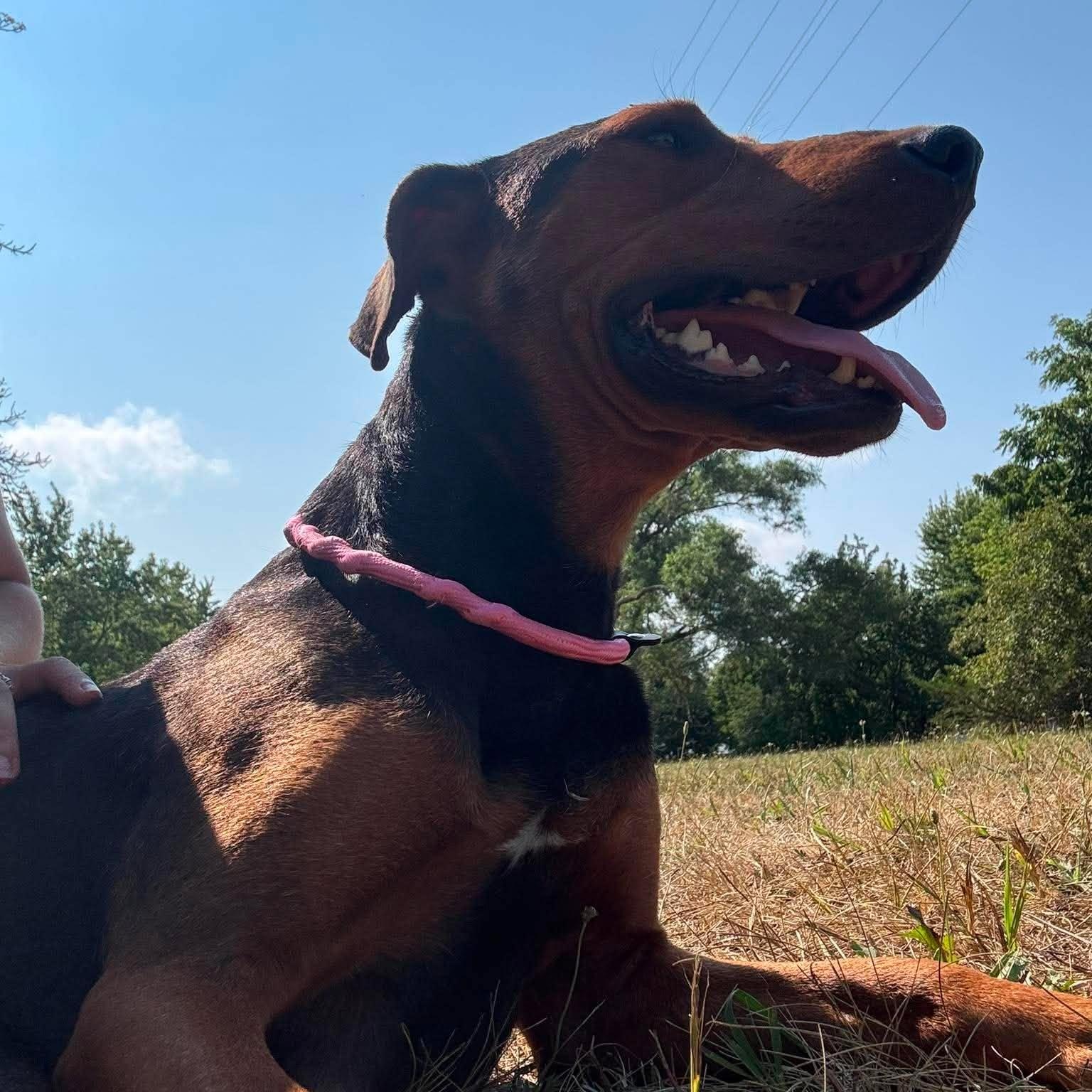Enlarge Violet, a Adoptable Mixed Breed in Alma, MI image 4/4