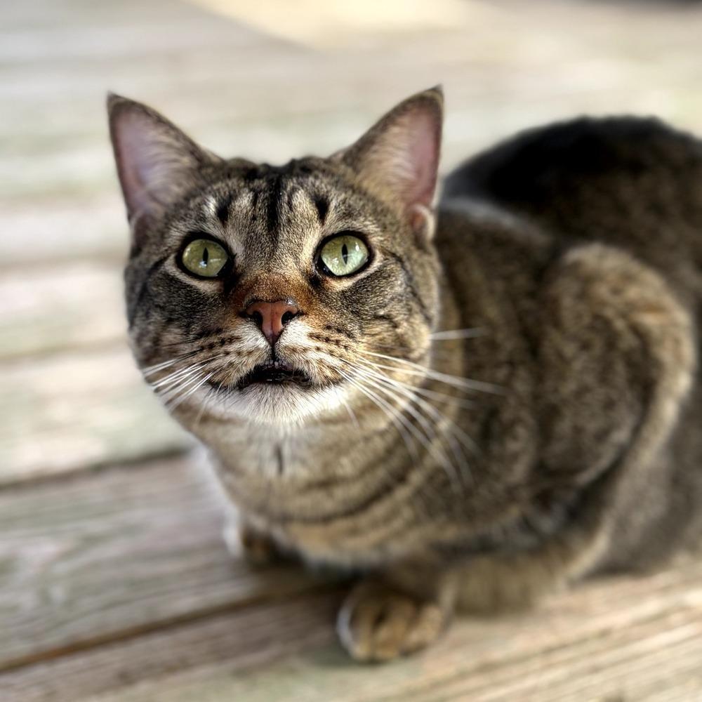 Jack, Adoptable, Adult Male Domestic Short Hair.