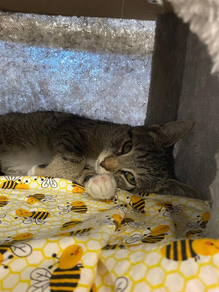 Bucatti, Adoptable, Kitten Female Domestic Short Hair.