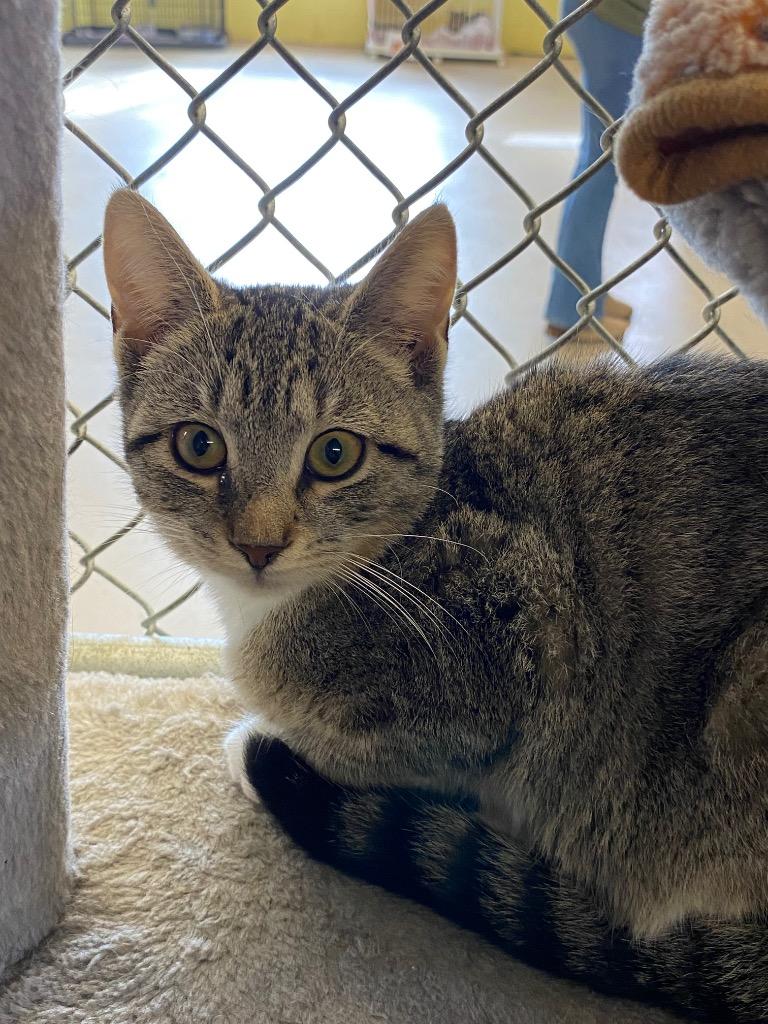 Bucatti, a Adoptable mixed breed in Waverly, NY image 2/3