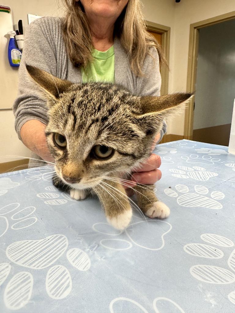 Bucatti, a Adoptable mixed breed in Waverly, NY image 3/3