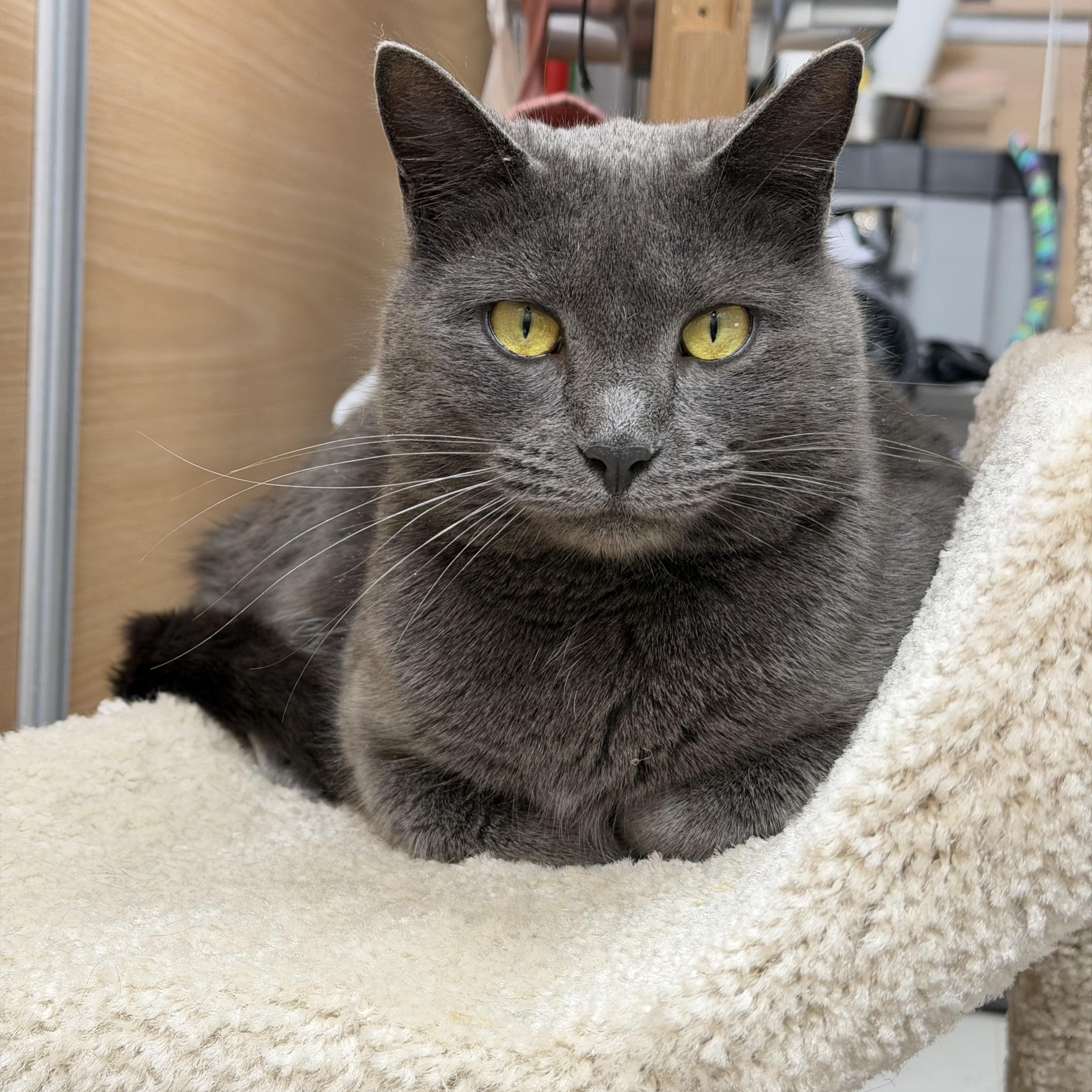 Enlarge Harper , a Adoptable Domestic Short Hair in Salem, NH image 1/2