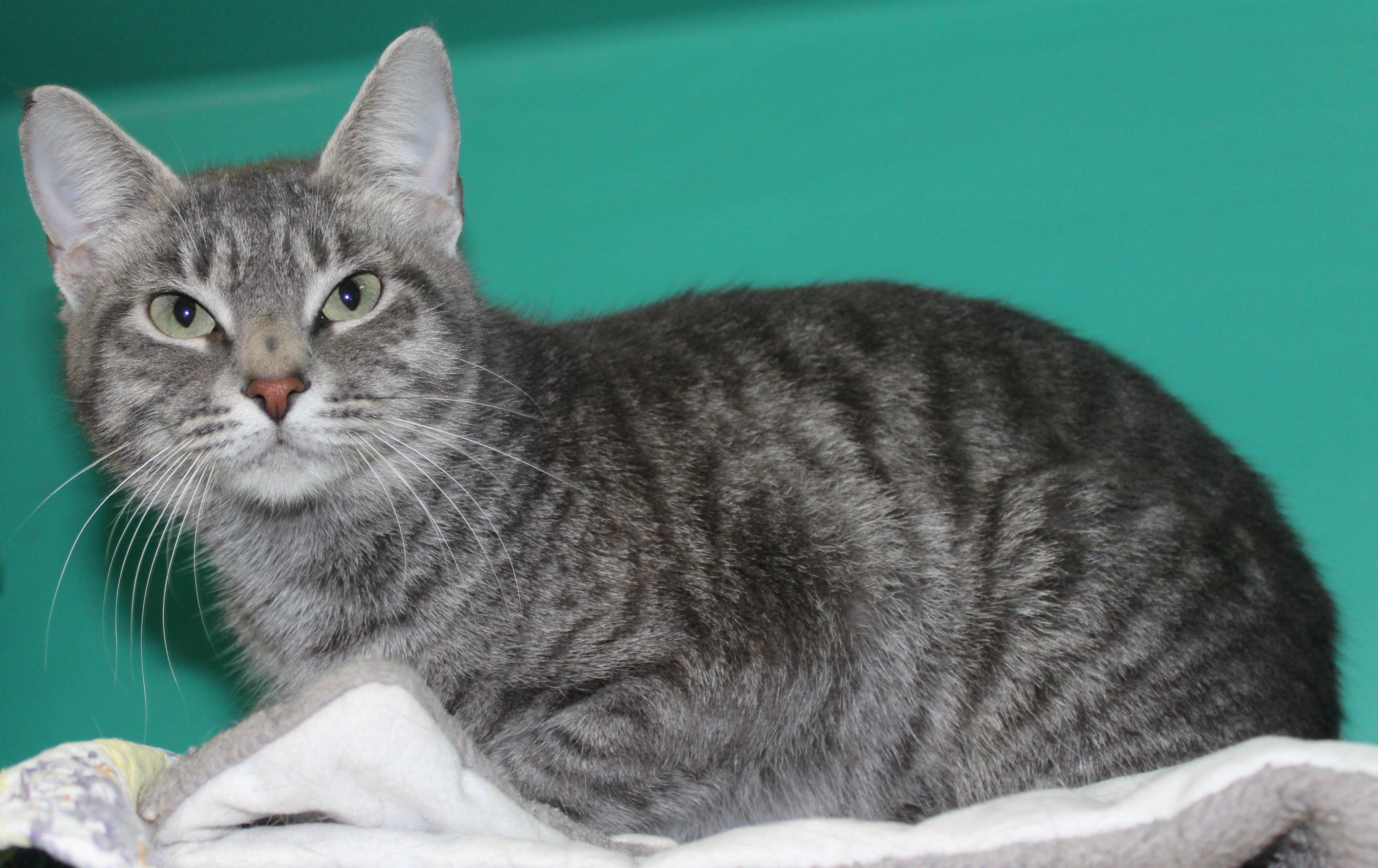 Enlarge Sake, a Adoptable mixed breed in Huron, SD image 2/4