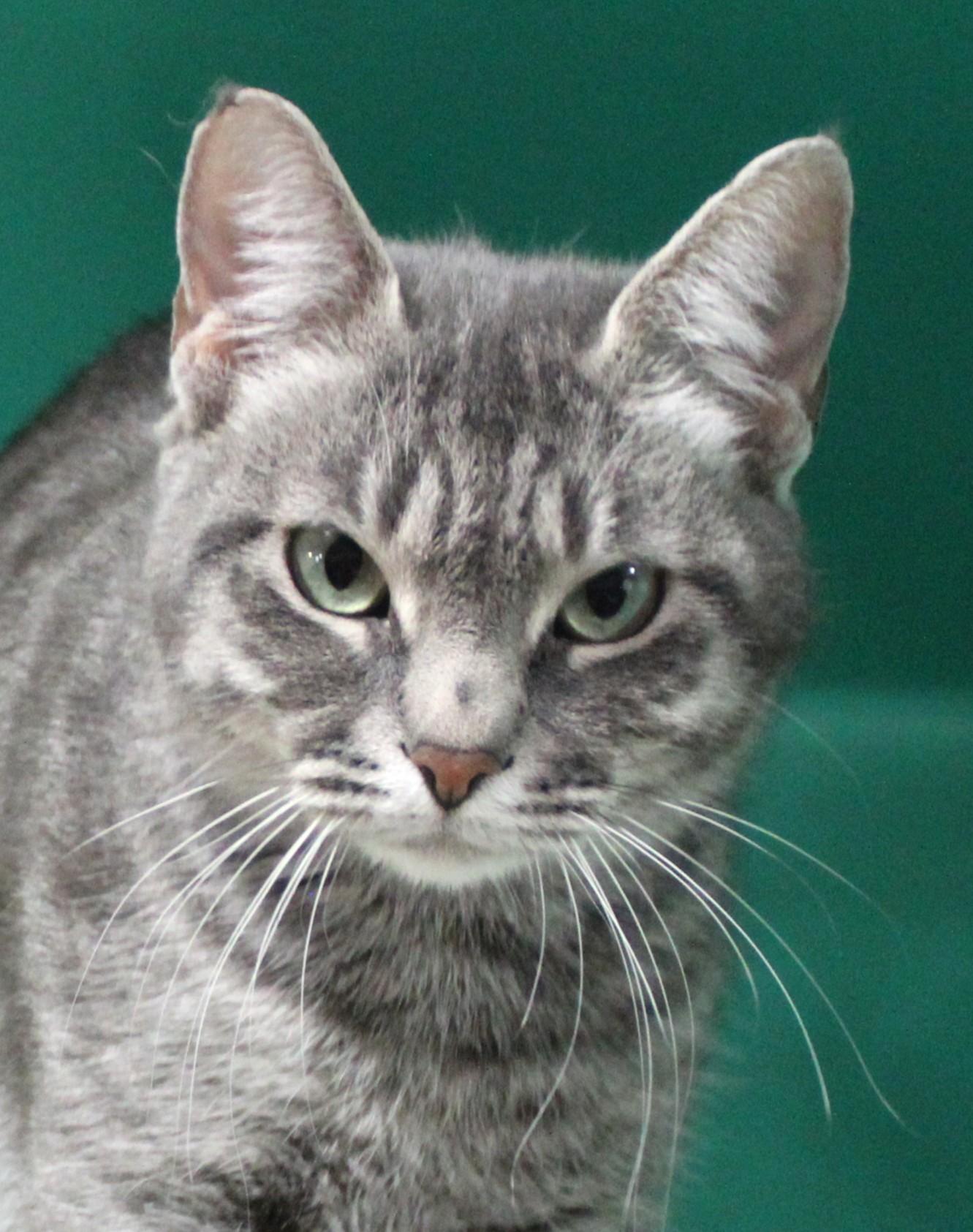 Sake, Adoptable, Adult Female Domestic Short Hair.