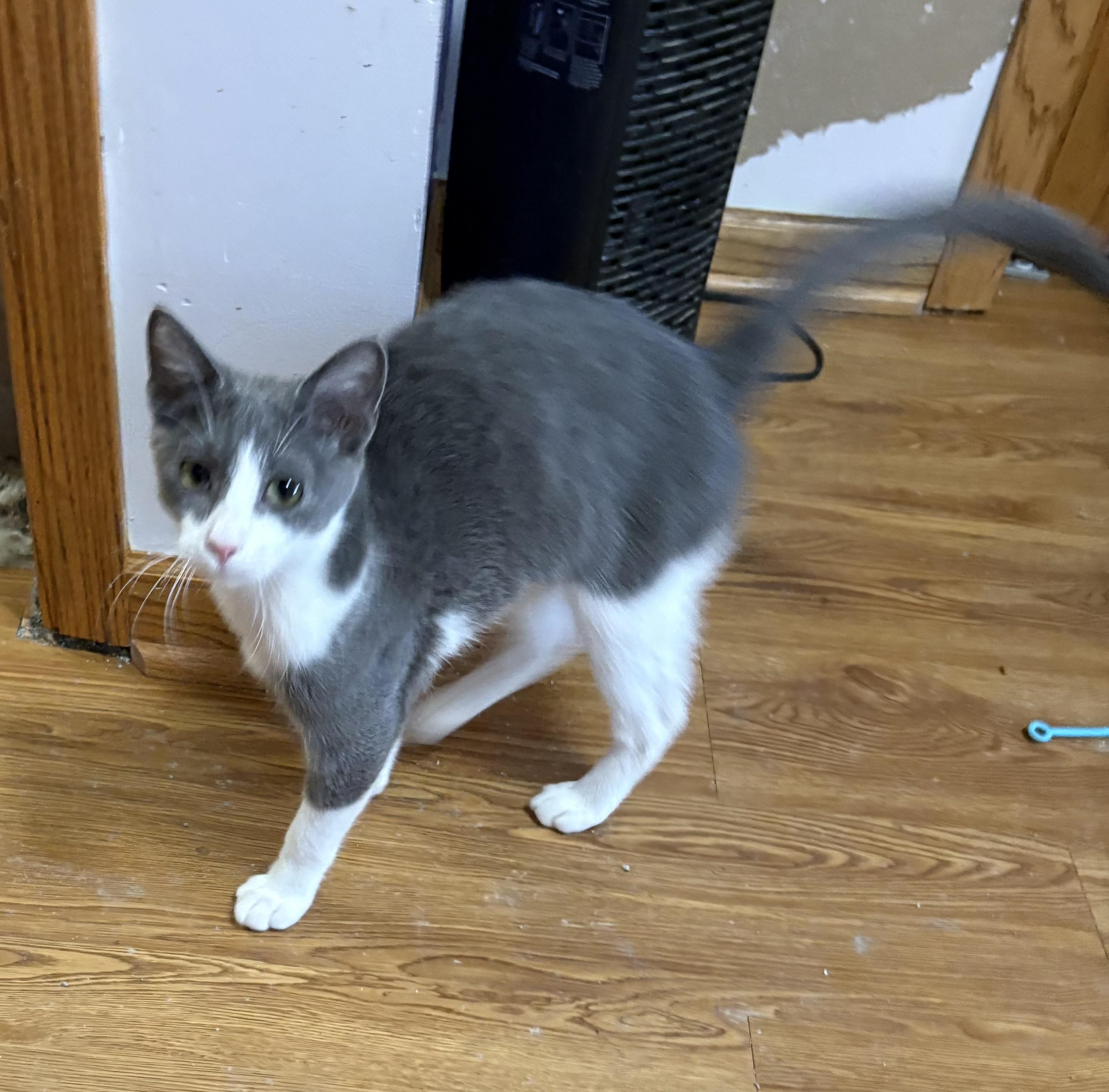 Noah, a ADOPTABLE Domestic Short Hair in Faribault, MN image 1/3