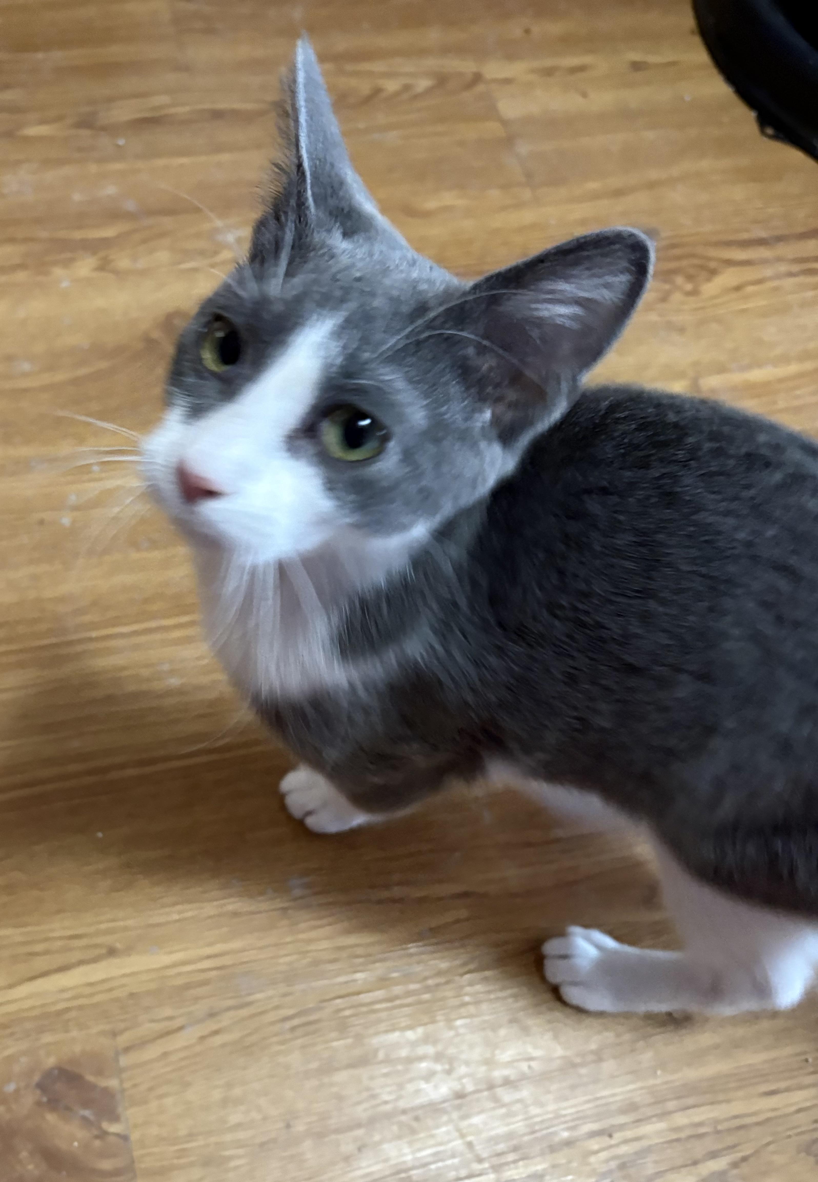 Noah, a ADOPTABLE Domestic Short Hair in Faribault, MN image 2/3