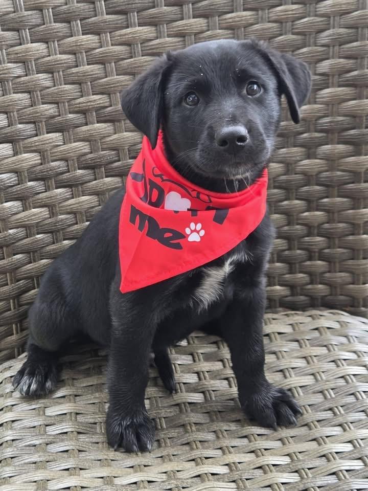 Enlarge Bruno, a Adopted mixed breed in Marlton, NJ image 1/3