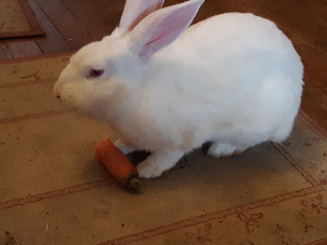 Enlarge Ruby, a Adopted Bunny Rabbit in Hopewell Jct, NY image 1/5