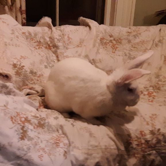 Enlarge Ruby, a Adopted Bunny Rabbit in Hopewell Jct, NY image 2/5