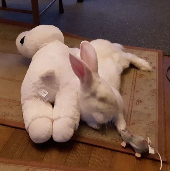 Enlarge Ruby, a Adopted Bunny Rabbit in Hopewell Jct, NY image 3/5