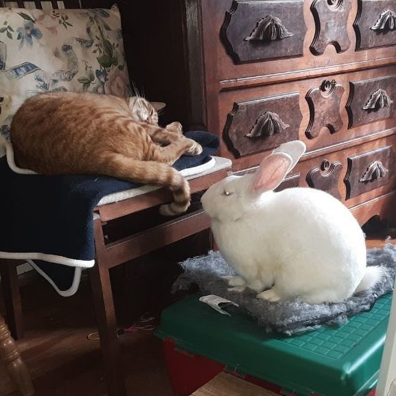 Enlarge Ruby, a Adopted Bunny Rabbit in Hopewell Jct, NY image 5/5