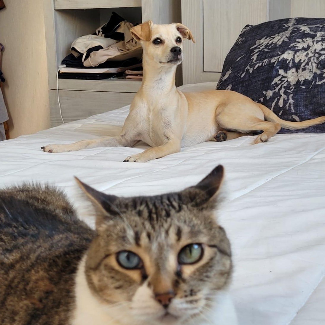 Vanilla, an adopted mixed breed in Sherwood, OR image 6/6