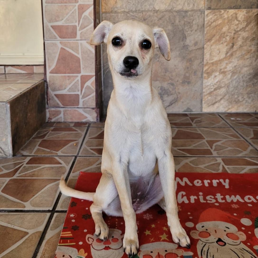 Vanilla, an adopted mixed breed in Sherwood, OR image 4/6