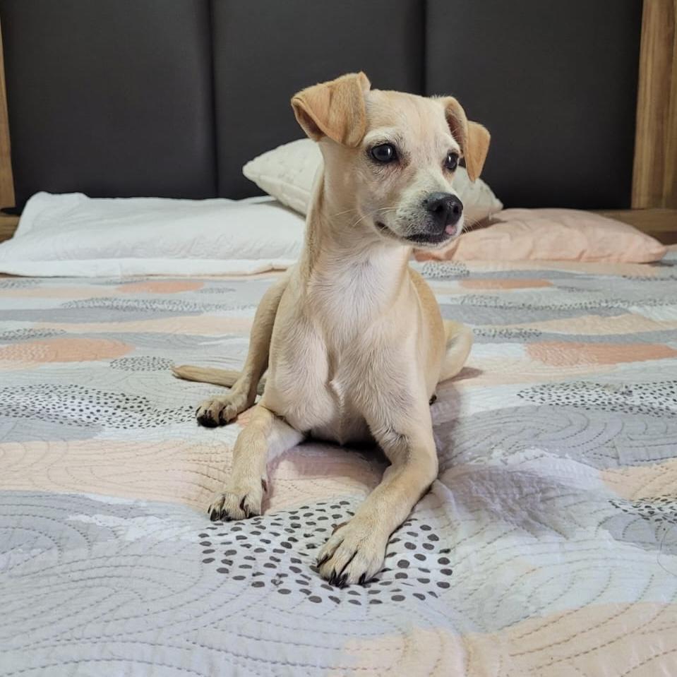 Vanilla, an adopted mixed breed in Sherwood, OR image 2/6