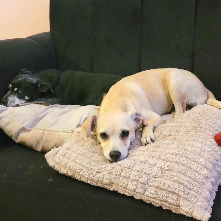 Vanilla, an adopted mixed breed in Sherwood, OR image 5/6