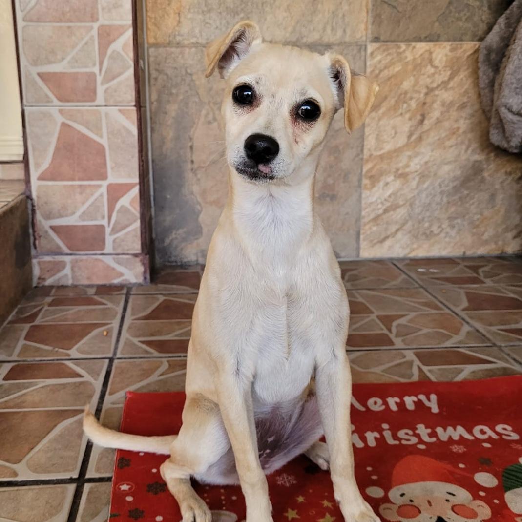 Vanilla, adopted, Puppy Female Chihuahua & Italian Greyhound.