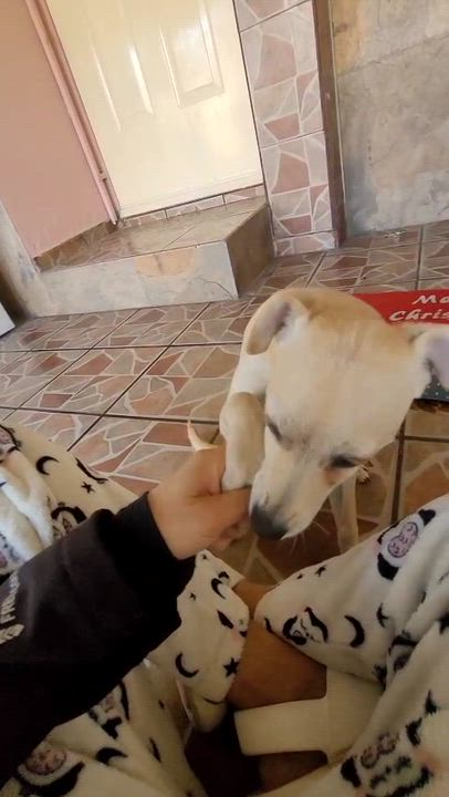 Enlarge Vanilla, an adopted mixed breed in Sherwood, OR video 3/6