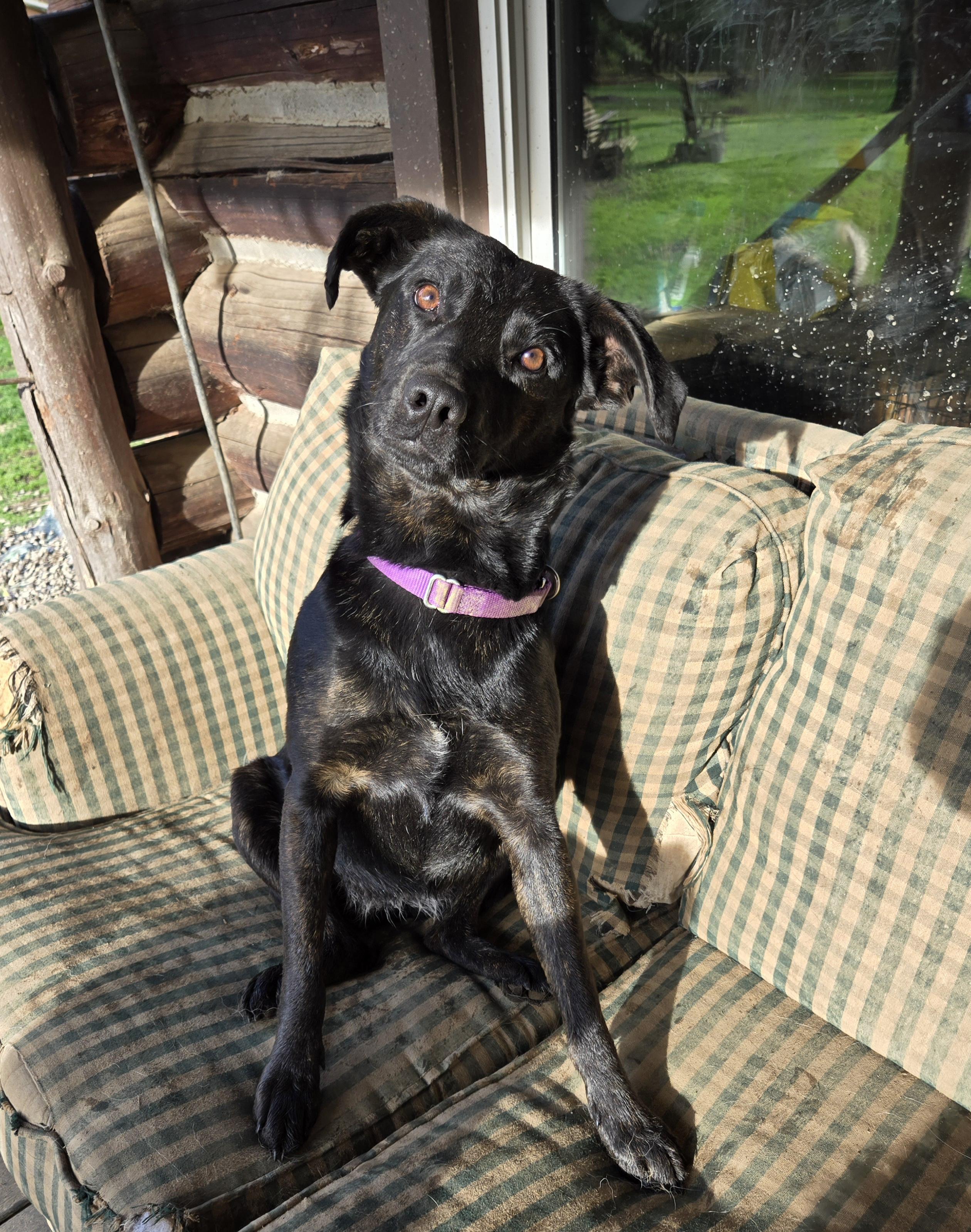Enlarge Pebbles Hadsell, a Adoptable mixed breed in Friendship, NY image 4/4
