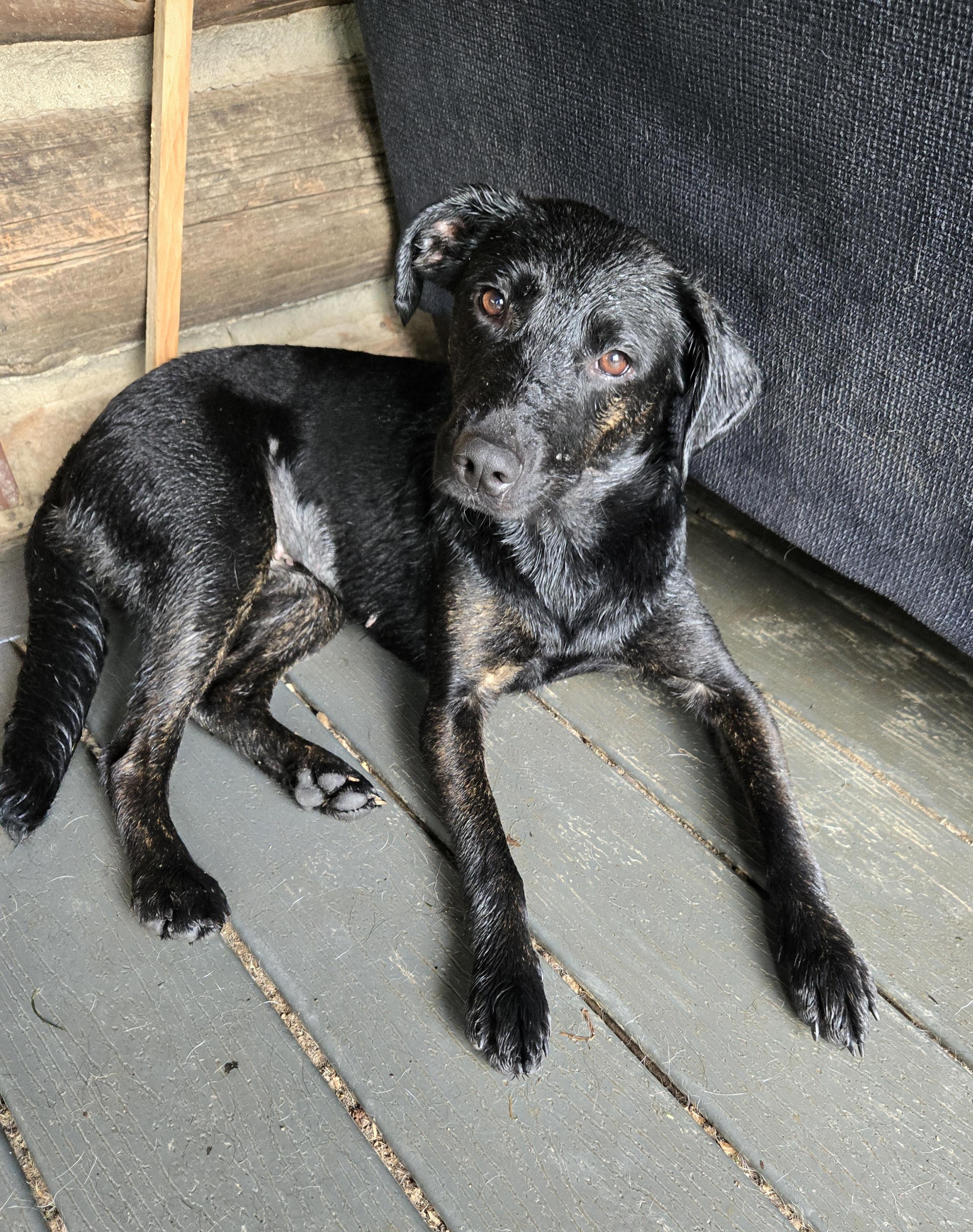 Enlarge Pebbles Hadsell, a Adoptable mixed breed image 1/3